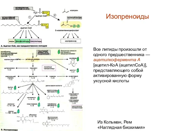 Изопреноиды Все липиды произошли от одного предшественника — ацетилкофермента А