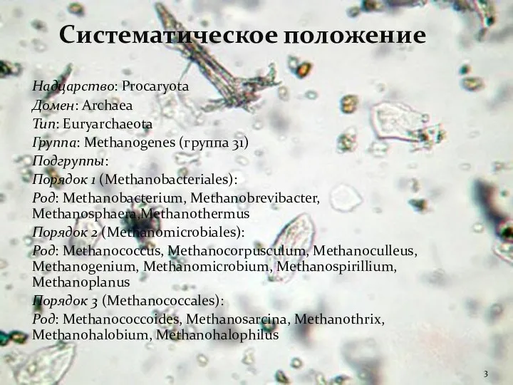 Систематическое положение Надцарство: Procaryota Домен: Archaea Тип: Euryarchaeota Группа: Methanogenes