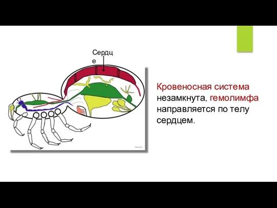 Wassily Сердце Кровеносная система незамкнута, гемолимфа направляется по телу сердцем.