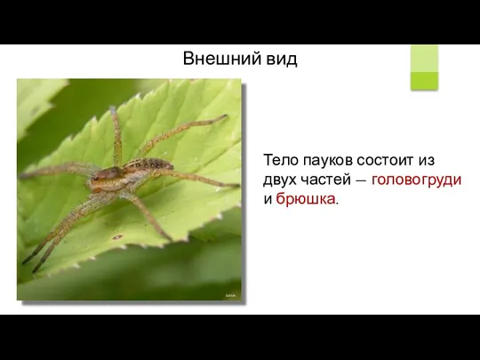 Lvova Тело пауков состоит из двух частей — головогруди и брюшка. Внешний вид