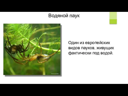 Водяной паук Один из европейских видов пауков, живущих фактически под водой. Norbert Schuller