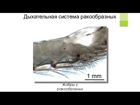 Жабры у ракообразных Dr. Russell R. Hopcroft Дыхательная система ракообразных