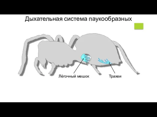 Лёгочный мешок Трахеи Дыхательная система паукообразных