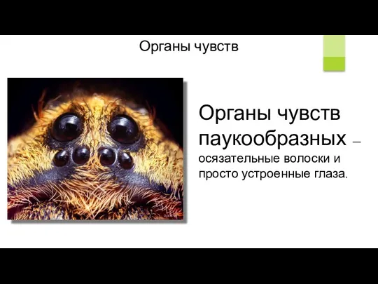 Opoterser Органы чувств Органы чувств паукообразных — осязательные волоски и просто устроенные глаза.