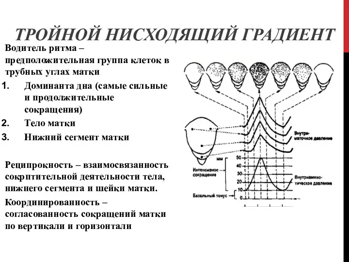 ТРОЙНОЙ НИСХОДЯЩИЙ ГРАДИЕНТ Водитель ритма – предположительная группа клеток в трубных углах матки