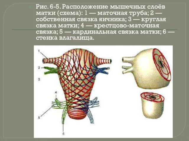 Рис. 6-5. Расположение мышечных слоёв матки (схема): 1 — маточная труба; 2 —