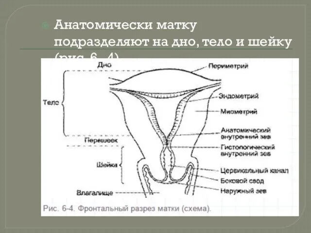Анатомически матку подразделяют на дно, тело и шейку (рис. 6--4).