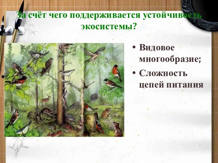 За счёт чего поддерживается устойчивость экосистемы? Видовое многообразие; Сложность цепей питания