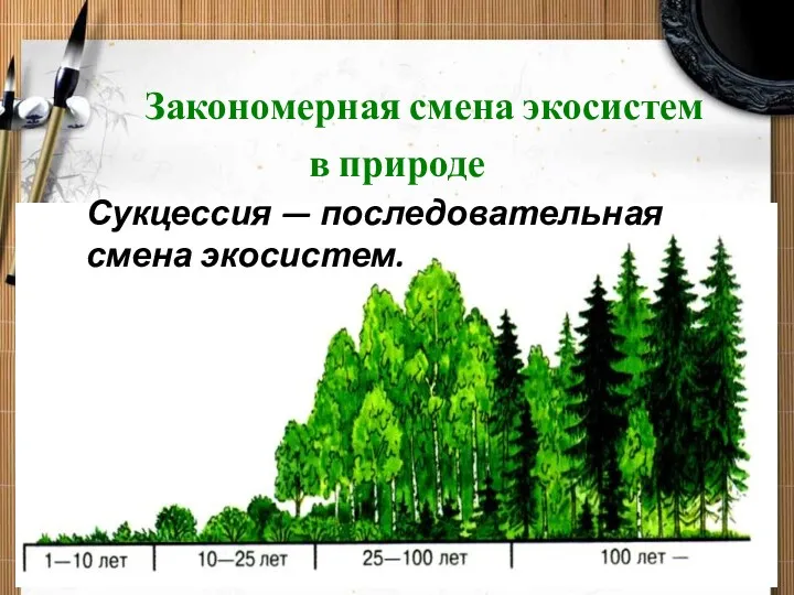 Закономерная смена экосистем в природе Сукцессия — последовательная смена экосистем.