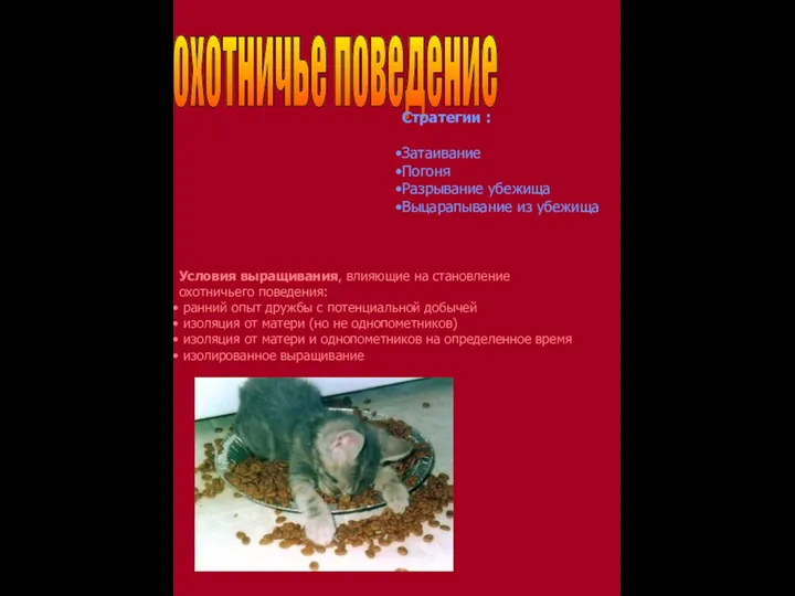 Условия выращивания, влияющие на становление охотничьего поведения: ранний опыт дружбы