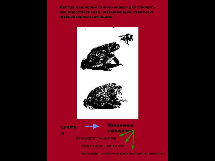 Иногда ключевой стимул может действовать как простой сигнал, вызывающий ответную рефлекторную реакцию: стимул