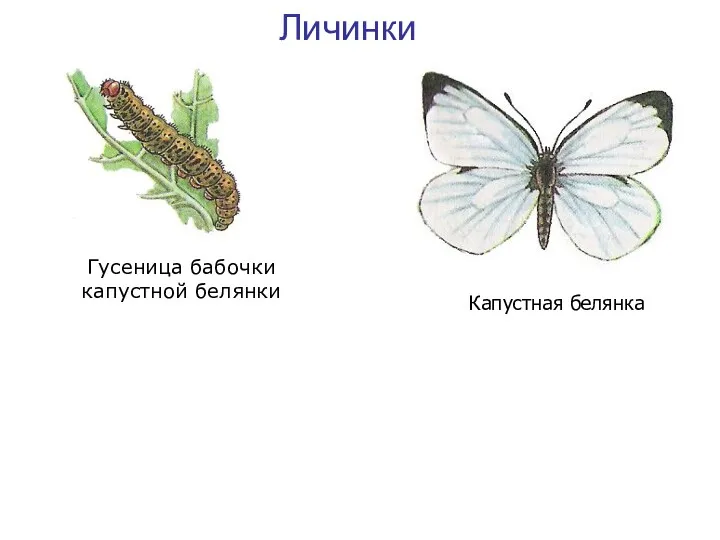 Личинки Гусеница бабочки капустной белянки Капустная белянка