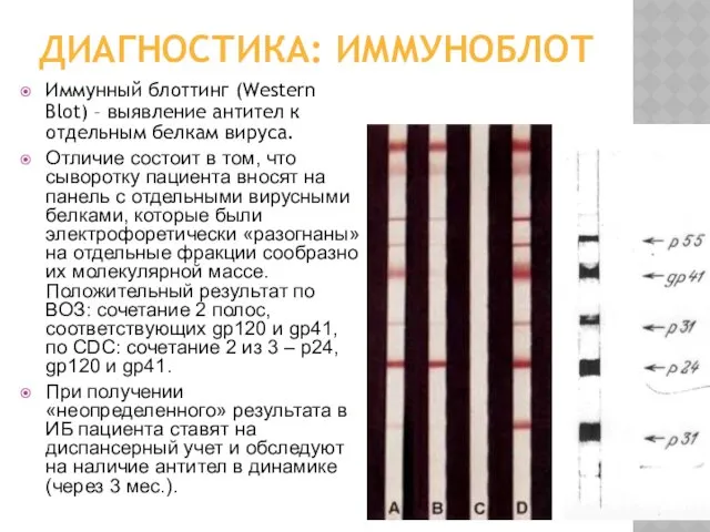 ДИАГНОСТИКА: ИММУНОБЛОТ Иммунный блоттинг (Western Blot) – выявление антител к