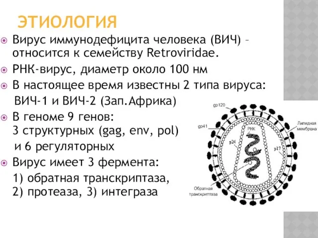 ЭТИОЛОГИЯ Вирус иммунодефицита человека (ВИЧ) – относится к семейству Retroviridae.