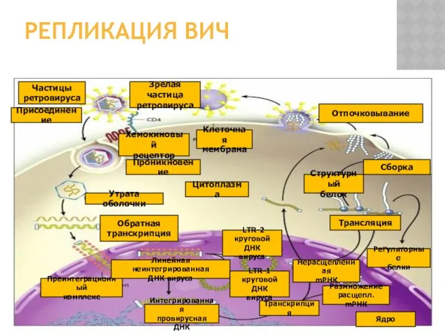 РЕПЛИКАЦИЯ ВИЧ Клеточная мембрана Цитоплазма Проникновение Обратная транскрипция Хемокиновый рецептор