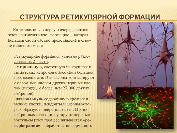 СТРУКТУРА РЕТИКУЛЯРНОЙ ФОРМАЦИИ Катехоламины в первую очередь активи- руют ретикулярную