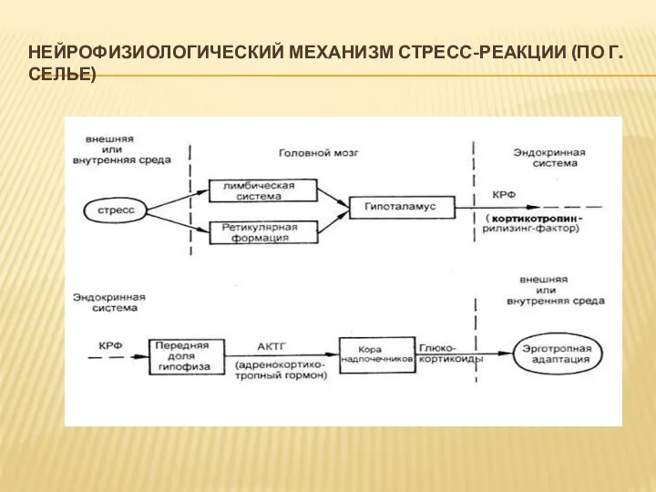 НЕЙРОФИЗИОЛОГИЧЕСКИЙ МЕХАНИЗМ СТРЕСС-РЕАКЦИИ (ПО Г. СЕЛЬЕ)