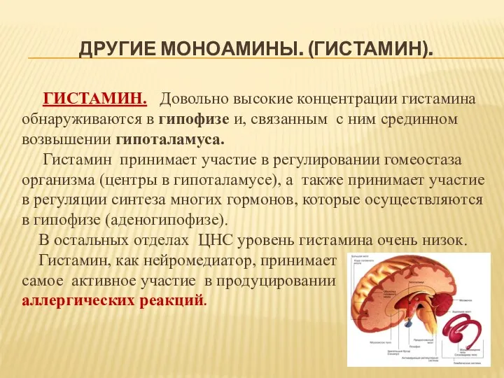 ДРУГИЕ МОНОАМИНЫ. (ГИСТАМИН). ГИСТАМИН. Довольно высокие концентрации гистамина обнаруживаются в