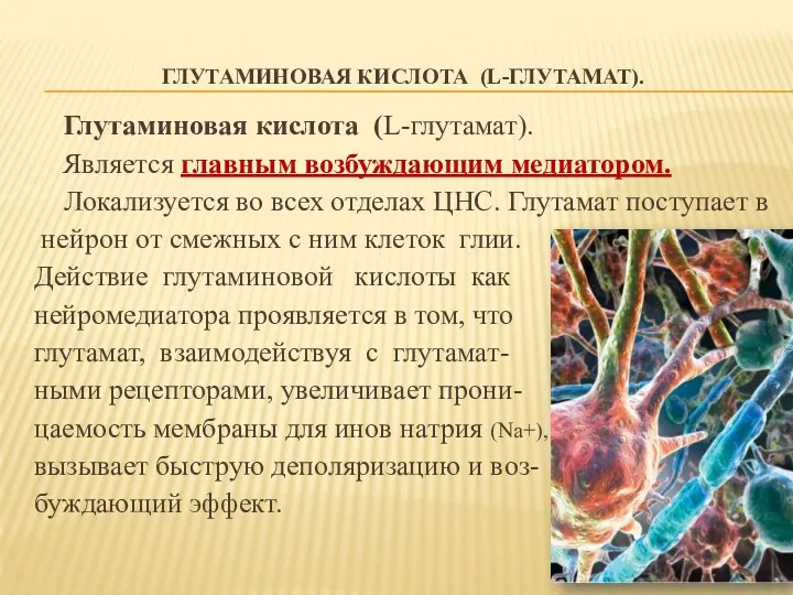 ГЛУТАМИНОВАЯ КИСЛОТА (L-ГЛУТАМАТ). Глутаминовая кислота (L-глутамат). Является главным возбуждающим медиатором.