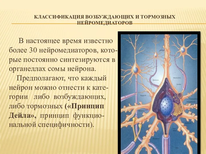 КЛАССИФИКАЦИЯ ВОЗБУЖДАЮЩИХ И ТОРМОЗНЫХ НЕЙРОМЕДИАТОРОВ В настоящее время известно более