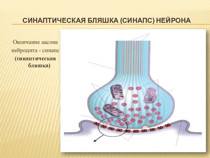 СИНАПТИЧЕСКАЯ БЛЯШКА (СИНАПС) НЕЙРОНА Окончание аксона нейроцита - синапс (синаптическая бляшка)