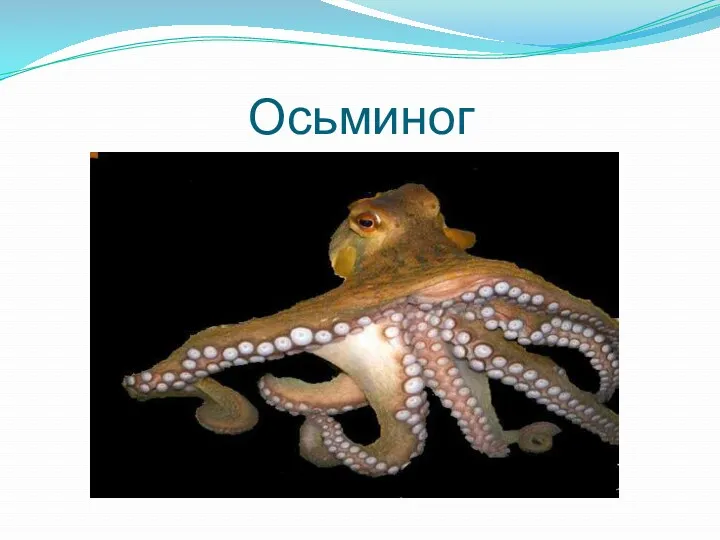 Осьминог