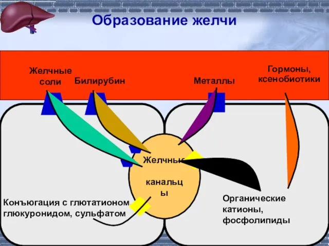 Образование желчи Желчные канальцы Конъюгация с глютатионом, глюкуронидом, сульфатом Билирубин Желчные соли Органические