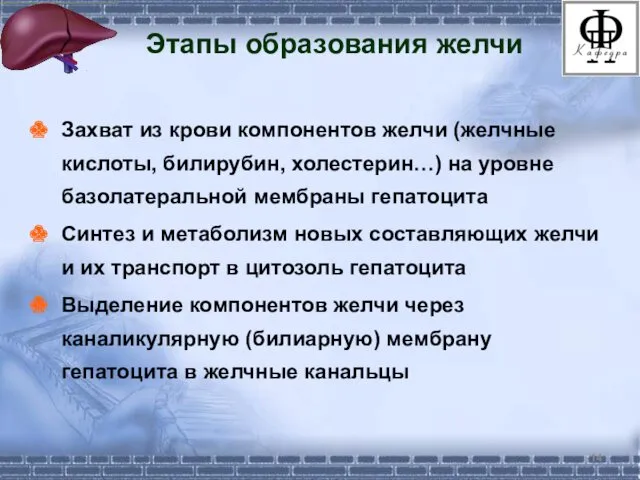 Этапы образования желчи Захват из крови компонентов желчи (желчные кислоты,