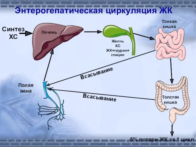 Энтерогепатическая циркуляция ЖК Желчь ХС ЖК+таурин+ глицин Синтез ХС Полая