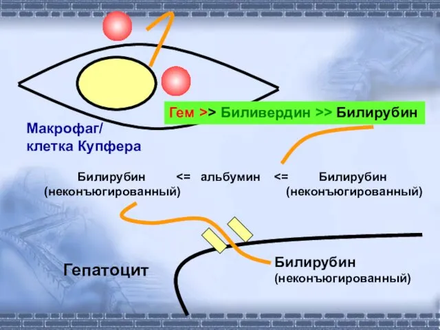 Гем >> Биливердин >> Билирубин Макрофаг/ клетка Купфера