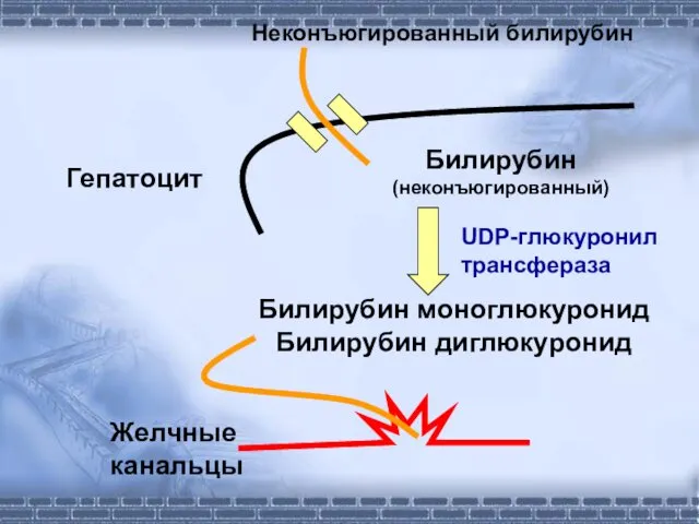 Билирубин моноглюкуронид Билирубин диглюкуронид Желчные канальцы