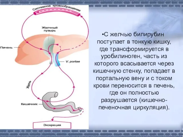 С желчью билирубин поступает в тонкую кишку, где трансформируется в уробилиноген, часть из