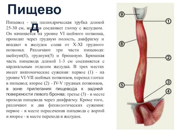 Пищевод - это цилиндрическая трубка длиной 25-30 см, которая соединяет глотку с желудком.
