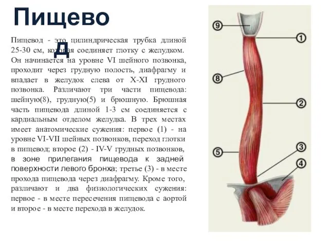 Пищевод - это цилиндрическая трубка длиной 25-30 см, которая соединяет