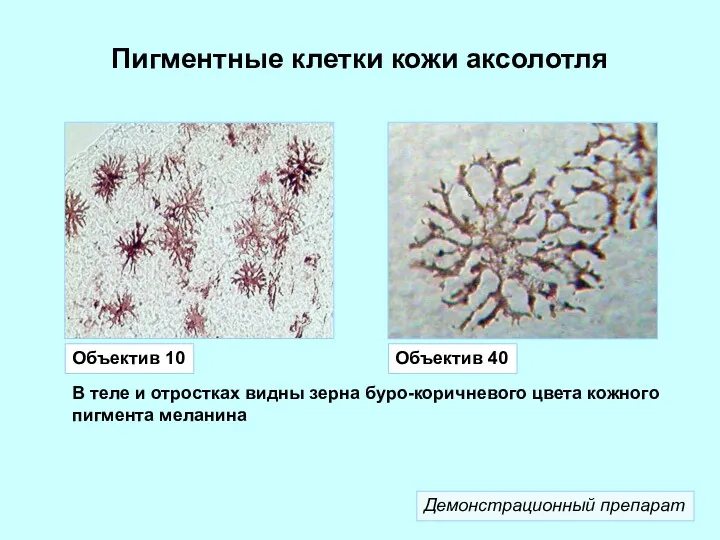 Пигментные клетки кожи аксолотля Объектив 10 Объектив 40 В теле