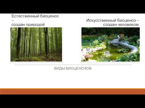 Естественный биоценоз – создан природой ВИДЫ БИОЦЕНОЗОВ Искусственный биоценоз – создан человеком