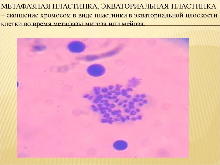 МЕТАФАЗНАЯ ПЛАСТИНКА, ЭКВАТОРИАЛЬНАЯ ПЛАСТИНКА – скопление хромосом в виде пластинки