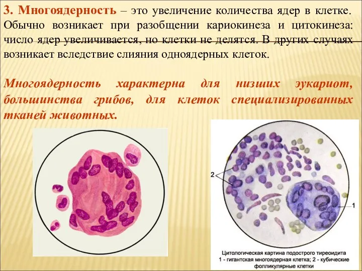 3. Многоядерность – это увеличение количества ядер в клетке. Обычно