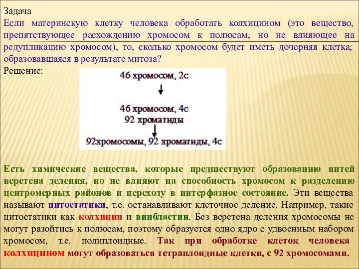 Задача Если материнскую клетку человека обработать колхицином (это вещество, препятствующее