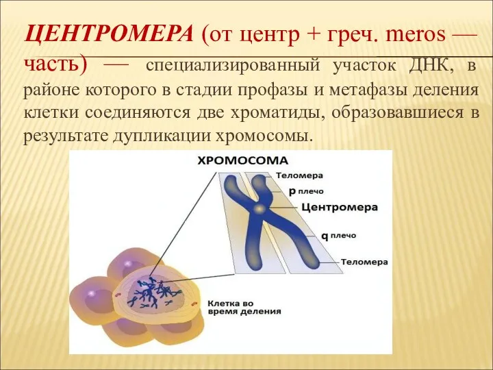 ЦЕНТРОМЕРА (от центр + греч. meros — часть) — специализированный