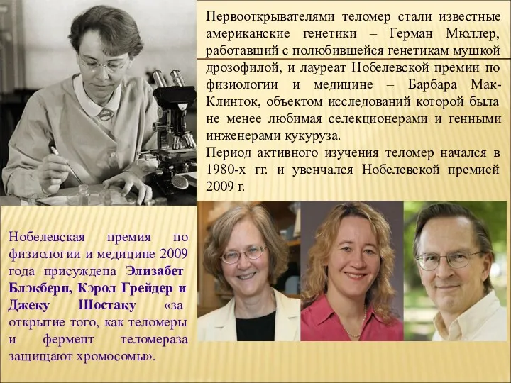 Первооткрывателями теломер стали известные американские генетики – Герман Мюллер, работавший