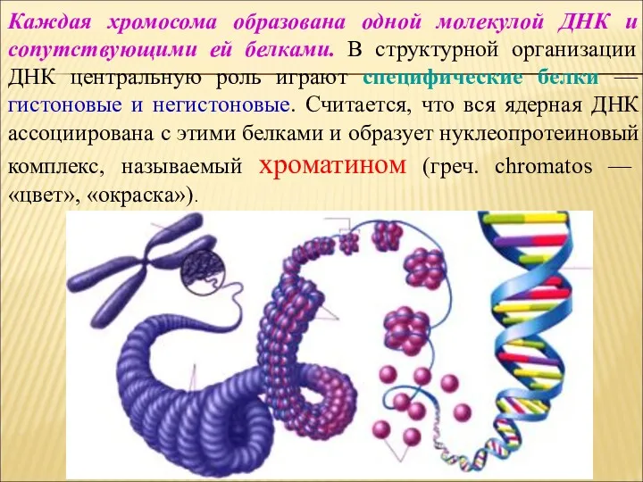 Каждая хромосома образована одной молекулой ДНК и сопутствующими ей белками.