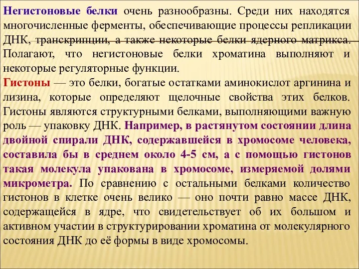 Негистоновые белки очень разнообразны. Среди них находятся многочисленные ферменты, обеспечивающие