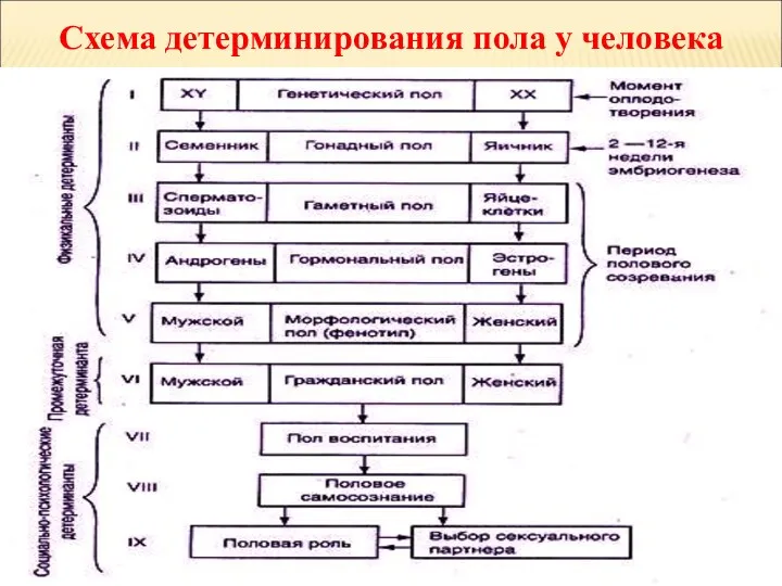 Схема детерминирования пола у человека