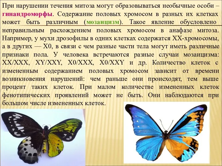 При нарушении течения митоза могут образовываться необычные особи – гинандроморфы.