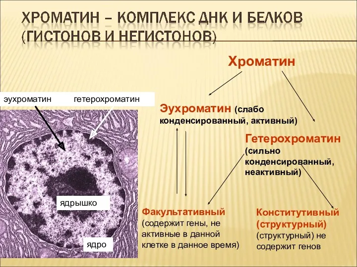 Хроматин Эухроматин (слабо конденсированный, активный) Гетерохроматин (сильно конденсированный, неактивный) Факультативный