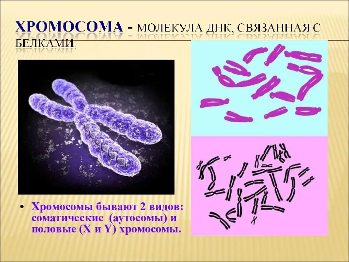 Хромосомы бывают 2 видов: соматические (аутосомы) и половые (Х и Y) хромосомы.