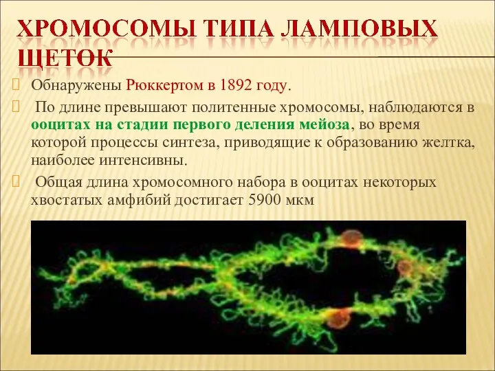 Обнаружены Рюккертом в 1892 году. По длине превышают политенные хромосомы,