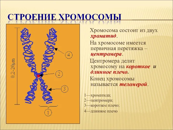 Хромосома состоит из двух хроматид. На хромосоме имеется первичная перетяжка