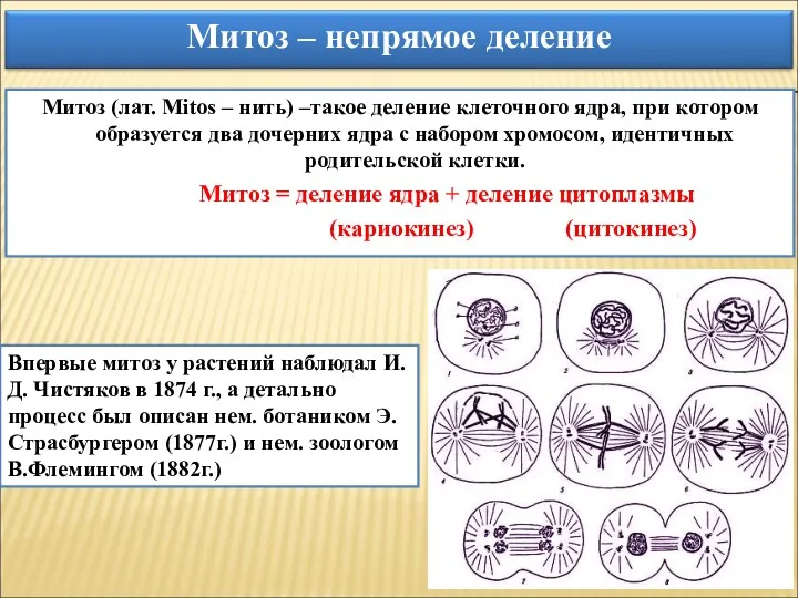 Митоз (лат. Mitos – нить) –такое деление клеточного ядра, при